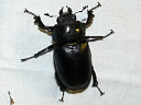 Stag Beetles