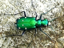 Tiger Beetles