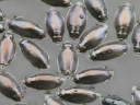 Whirligig Beetles