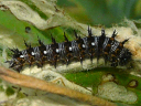 American Lady larva