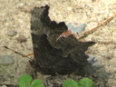 More Gray Comma Butterflies
