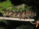 Gray Comma larva