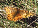 More Variegated Fritillaries