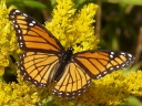 Brush-footed Butterflies