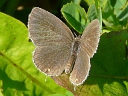 More Eastern Tailed Blue Butterfllies