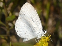More Azure Butterflies
