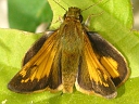 Skipper Butterflies
