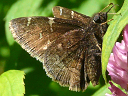 More Northern Cloudywing Skippers