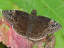 Skipper Butterflies