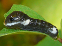 Spicebush larva