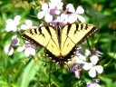 Swallowtail Butterflies