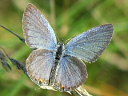 More Eastern Tailed Blue Butterfllies