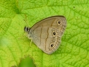Satyr Butterflies