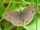 Satyr Butterflies