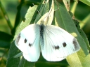 White & Sulfur Butterflies