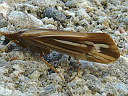 Caddisfly