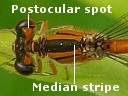 Eastern Forktail Damselfly