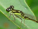 More Fragile Forktail Damselflies