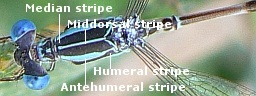 Slender Spread-wing Damselfly