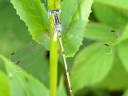 More Slender Spread-wing Damselflies