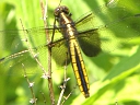 More Widow Skimmer Dragonflies