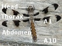 White Tail Dragonfly