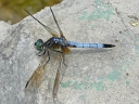 Skimmer Dragonflies