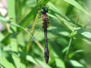 Racket-tailed Emerald female