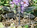 Lance-tipped Darner
