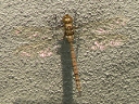 Ocellated Darner