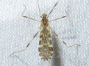 Erioptera caliptera