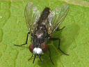 Metopia argyrocephala