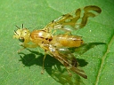 Fruit Flies
