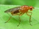 Heleomyzid Flies