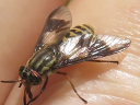 More Chrysops sackeni Flies