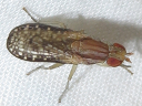 Trypetoptera canadensis