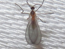 Cecidomyiinae species
