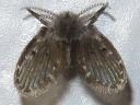 Moth Flies
