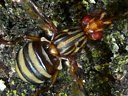Idana marginata