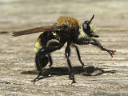 Laphria posticata