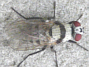 Anthomyia illocata
