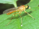 Ptecticus trivittatus