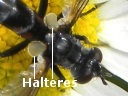 Tachinid Fly
