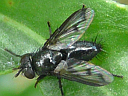 Tachinid species