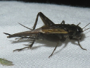 More Allonemobius Crickets