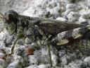 Pine Tree Spur-throat Grasshopper