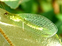 More Goldeneye Lacewings