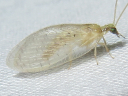 Brown Lacewing