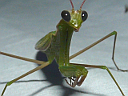 More Mantids