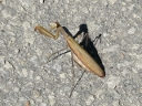 Mantids